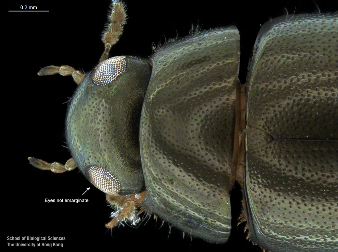 Cranium and pronotum (dorsal view)